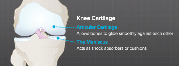 where-is-the-knee-cartilage