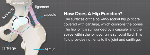 How Does a Hip Function? 