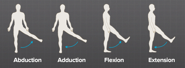 How Does a Hip Joint Move? - Brainlab.org