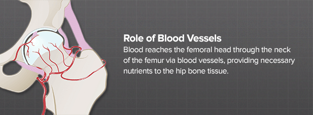 What is the function of joints?