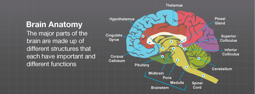 function of thebrain stem function of thebrain stem