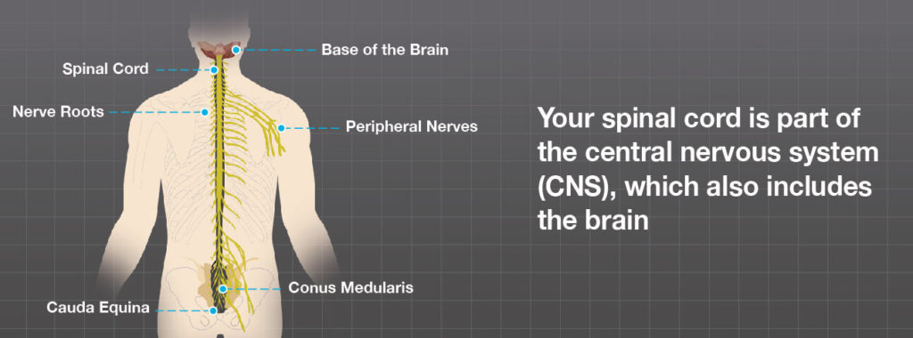 The Spinal Cord - Brainlab.org