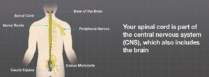 Illustration of the spinal cord, part of the central nervous system (CNS), which includes the brain. Other elements include nerve roots, peripheral nerves, the conus medularis and the cauda equina