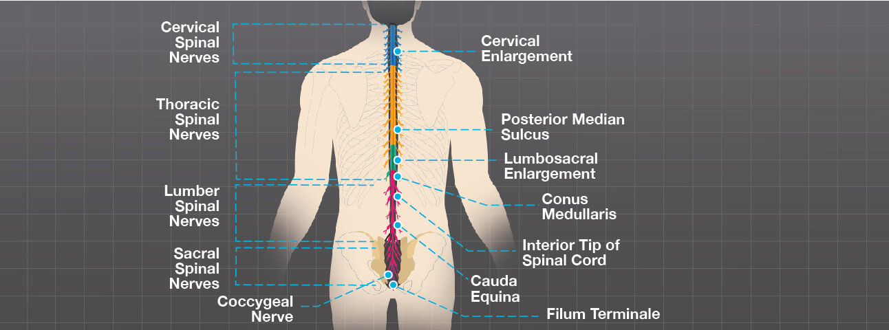 Spine Anatomy - Brainlab.org