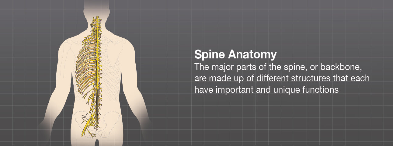 Illustration of the spine anatomy