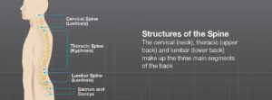Illustration of the three main segments of the spine: Cervical, thoracic, lumbar, and the sacrum & coccyx